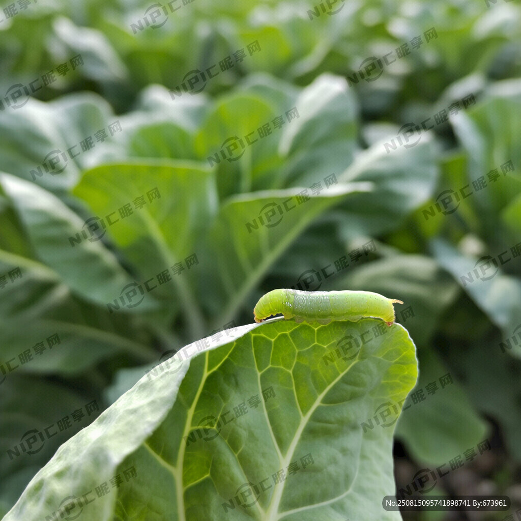 一個(gè)甘藍(lán)的葉片上趴著一只綠色的