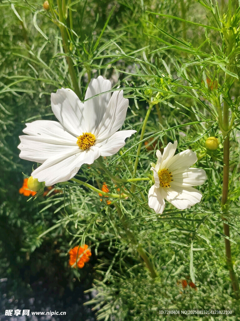 白色波斯菊綻放綠意間