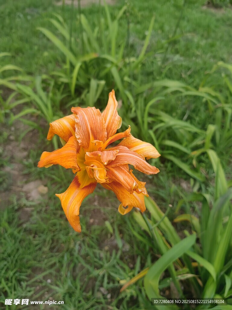 橙色萱草綻放于綠草間