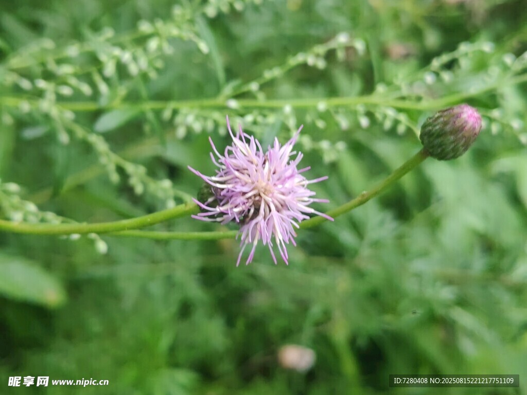紫色絨球小花綻放