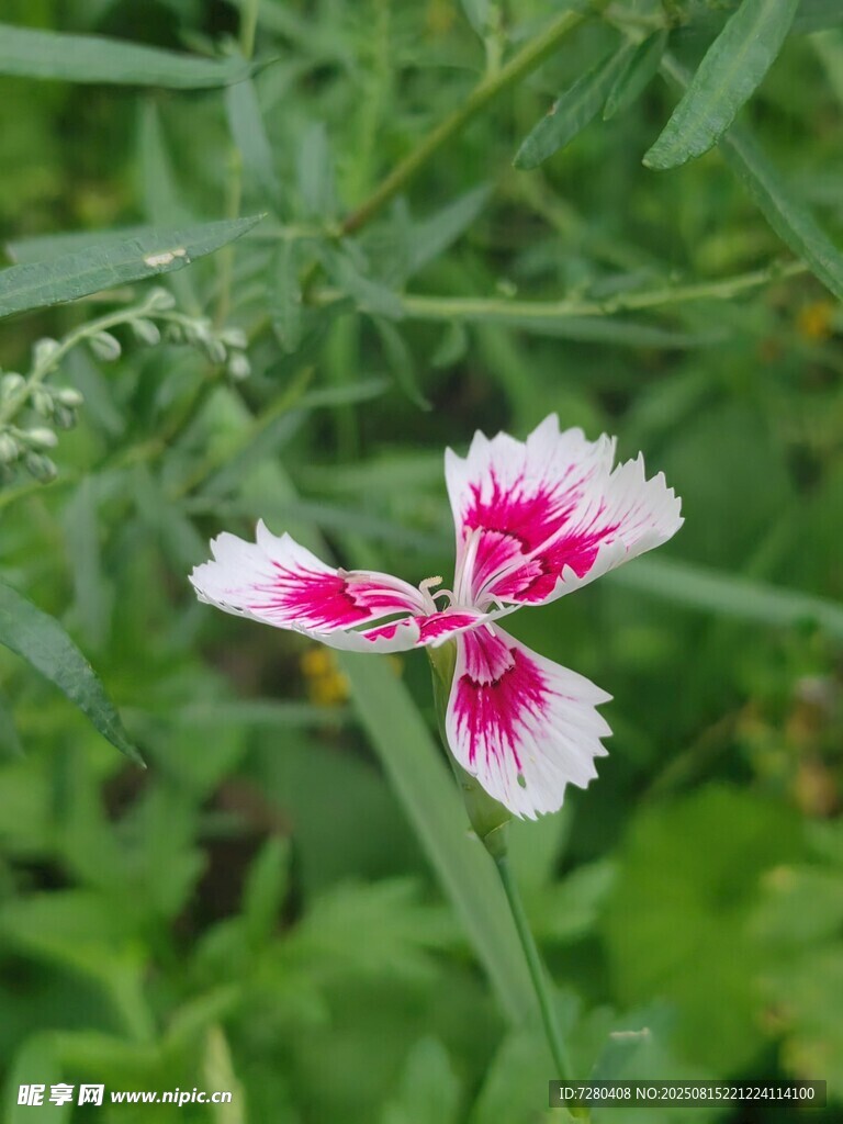 粉白石竹花綻放于綠野