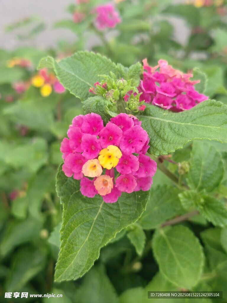 嬌艷馬纓丹綻放