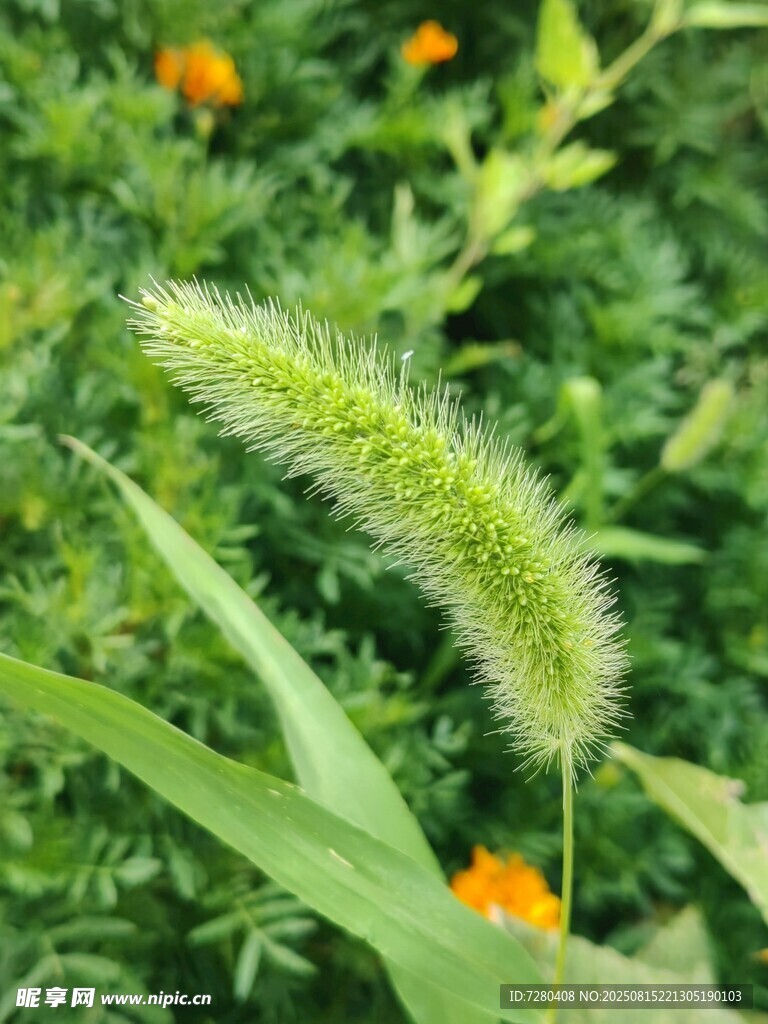 狗尾草特寫