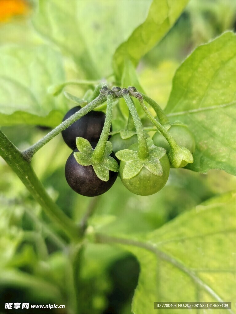 枝頭的紫茄子