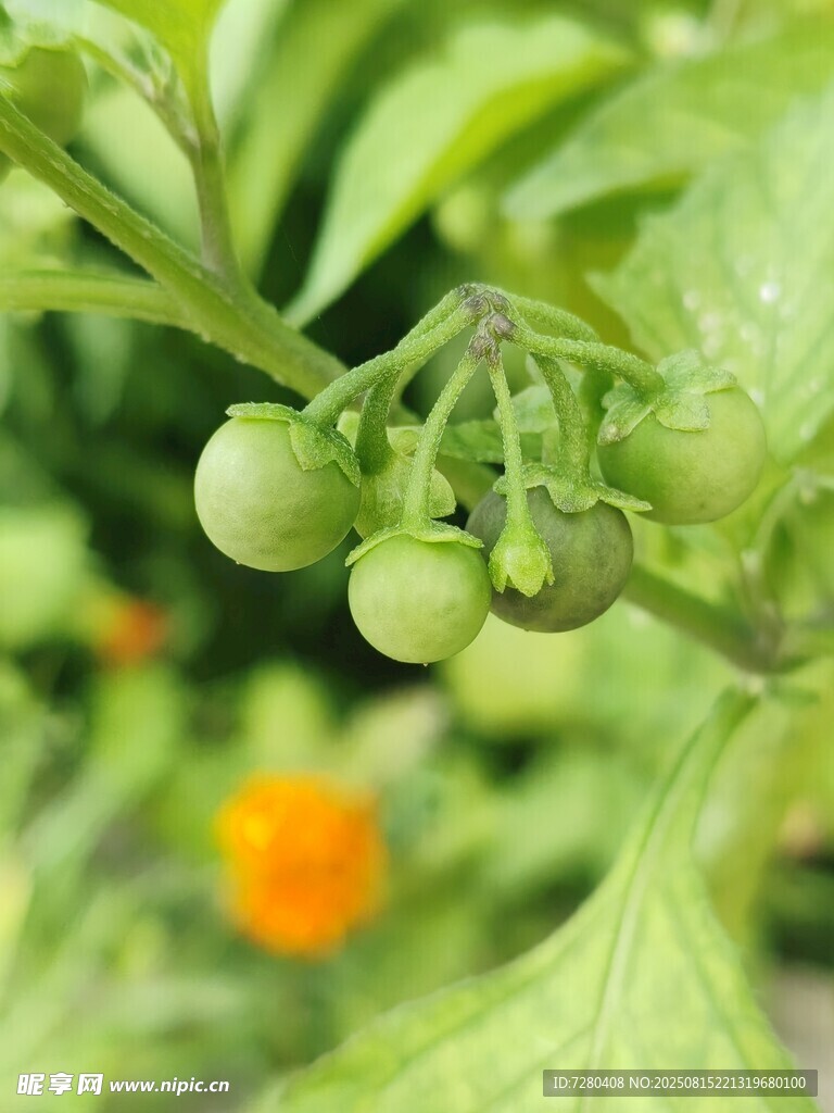 青嫩番茄掛于翠綠枝葉間