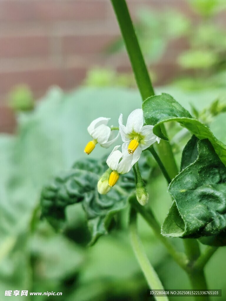 土豆植株上的白色小花