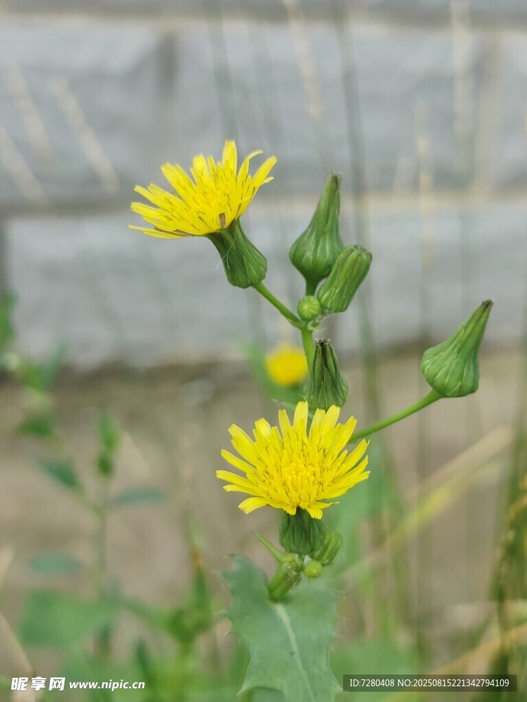 兩朵黃色小花綻放