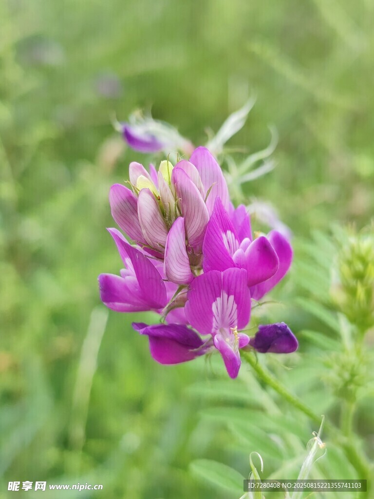 紫色野花綻放于綠野