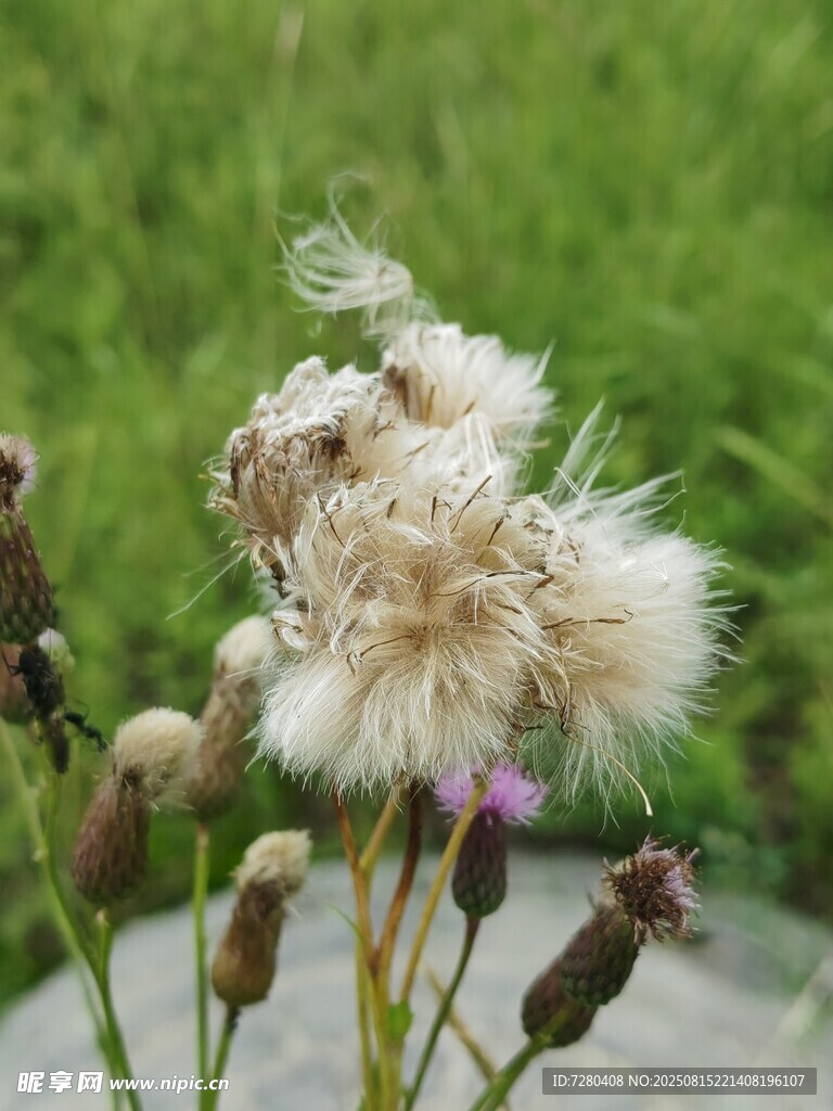 枯萎蒲公英特寫(xiě)