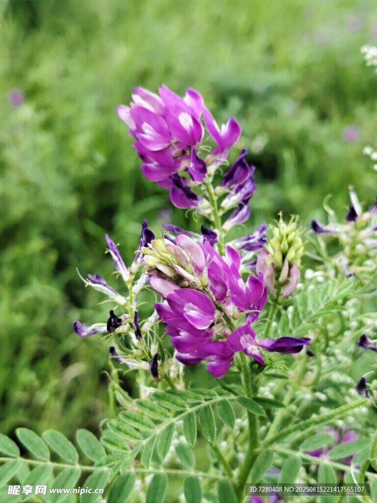 紫色野花綻放于綠意間