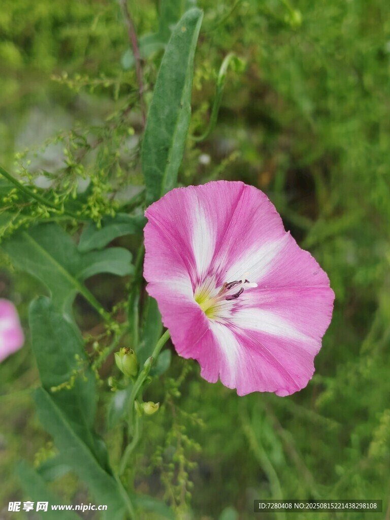 粉色牽牛花綻放于綠葉間