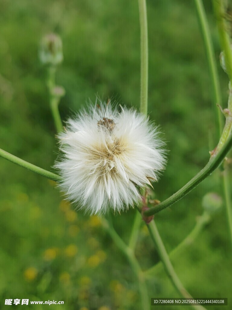 白色蒲公英綻放于綠野