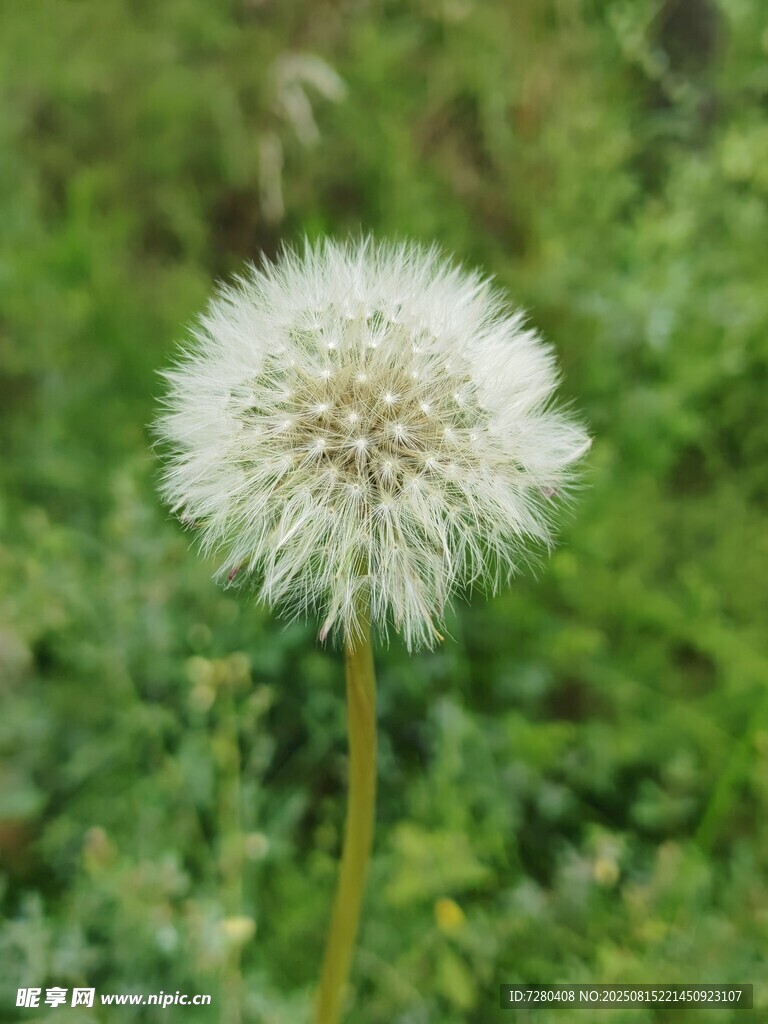 一朵蒲公英在綠意中綻放