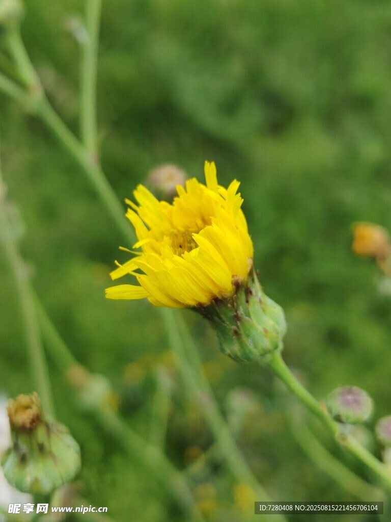 黃色小花特寫
