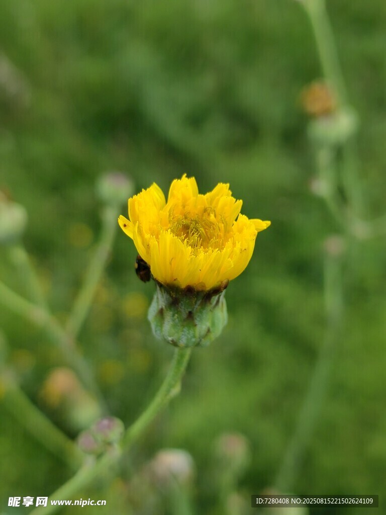 黃色小花特寫