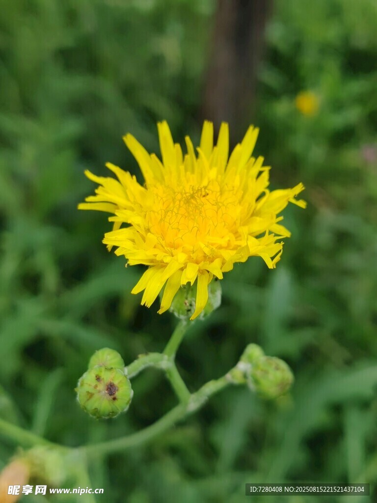 黃色小花綻放于綠叢中