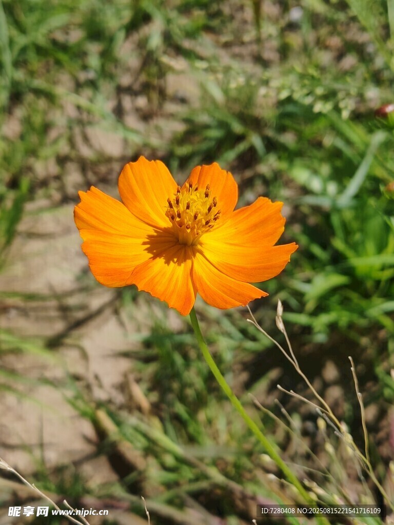 橙色小花綻放于草地