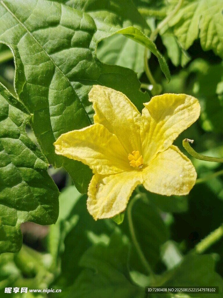 黃色單朵瓜類植物小花