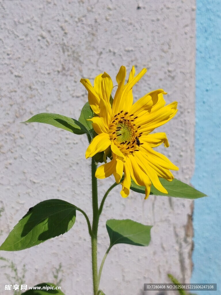 墻邊綻放的黃色向日葵