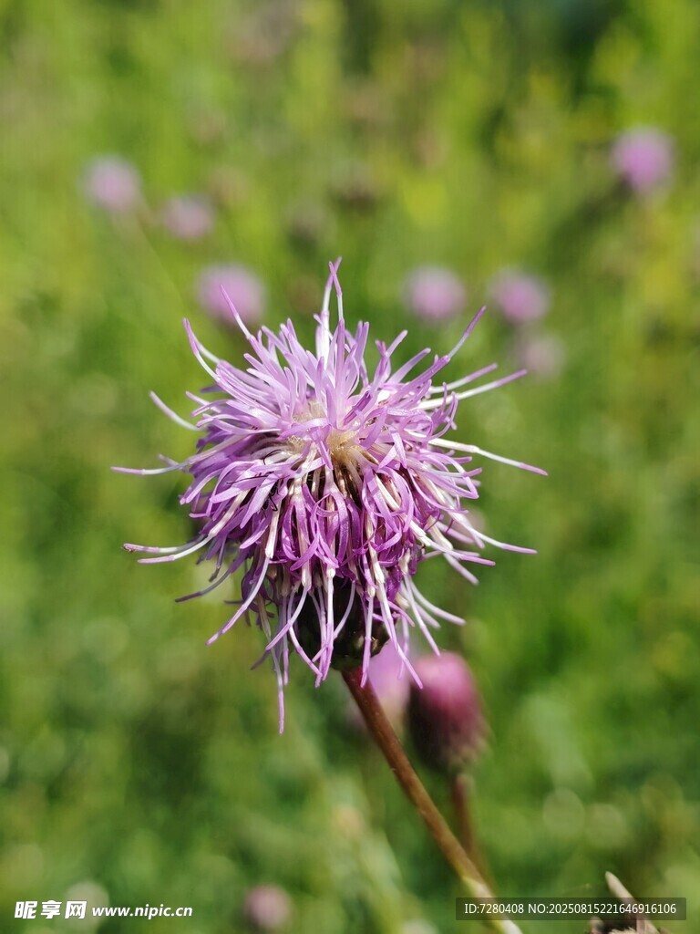 紫色薊花特寫(xiě)