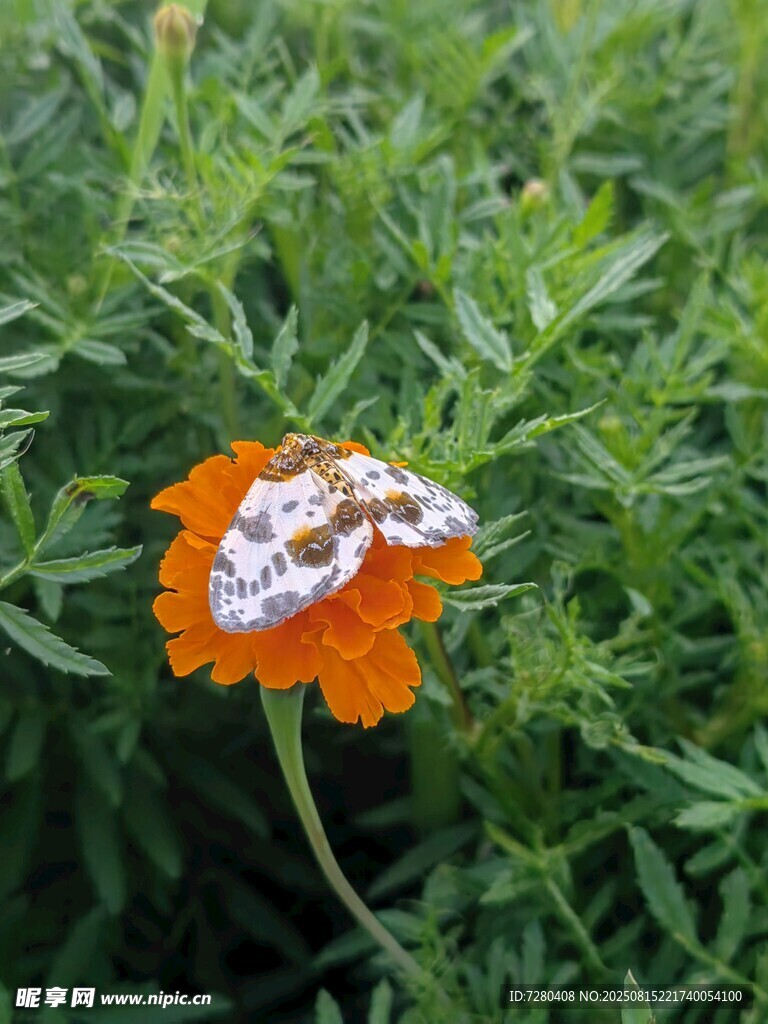 橙色花朵上的白色覆物