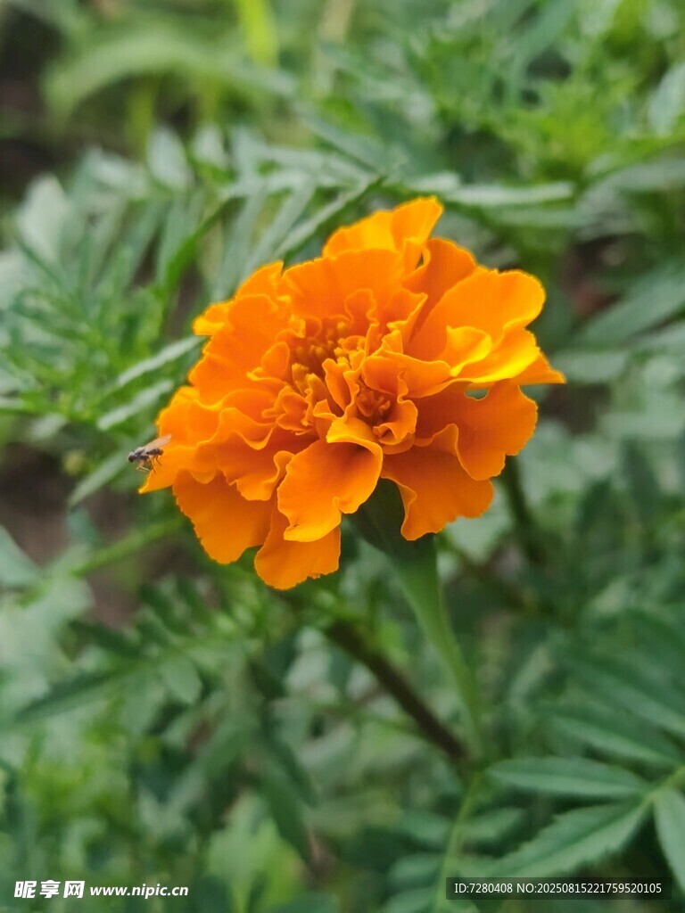 橙色萬(wàn)壽菊特寫(xiě)