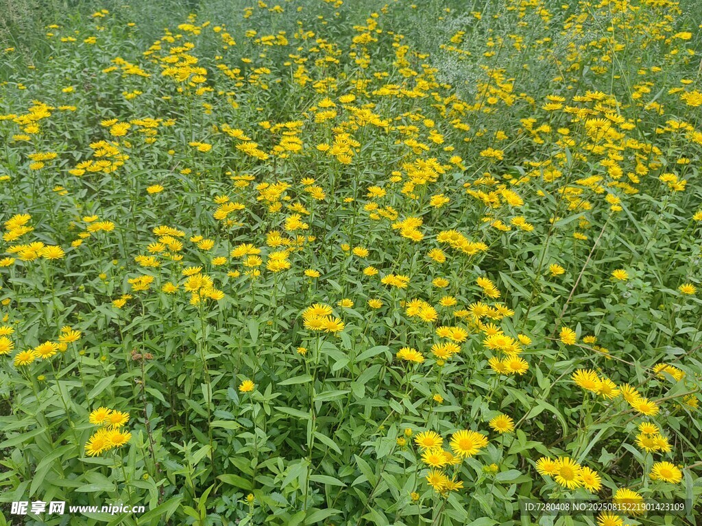 金黃燦爛的野花盛放圖景