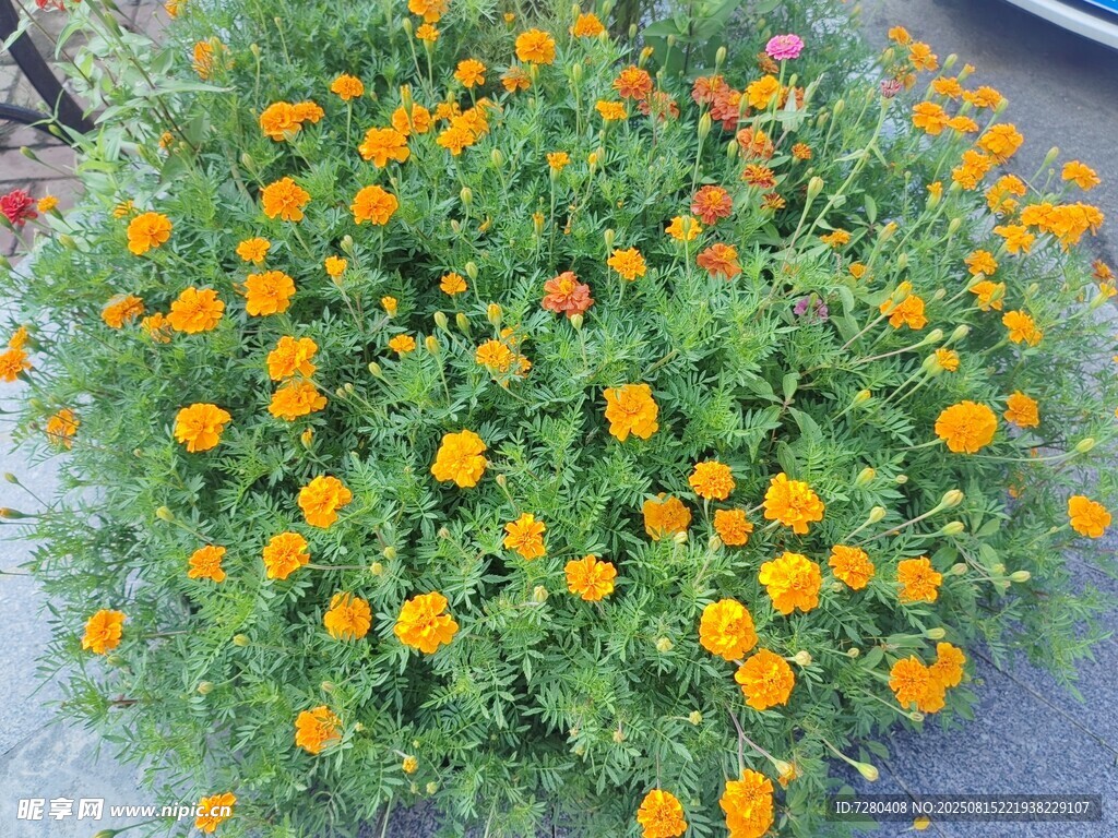 盛放的橙色花朵盆栽