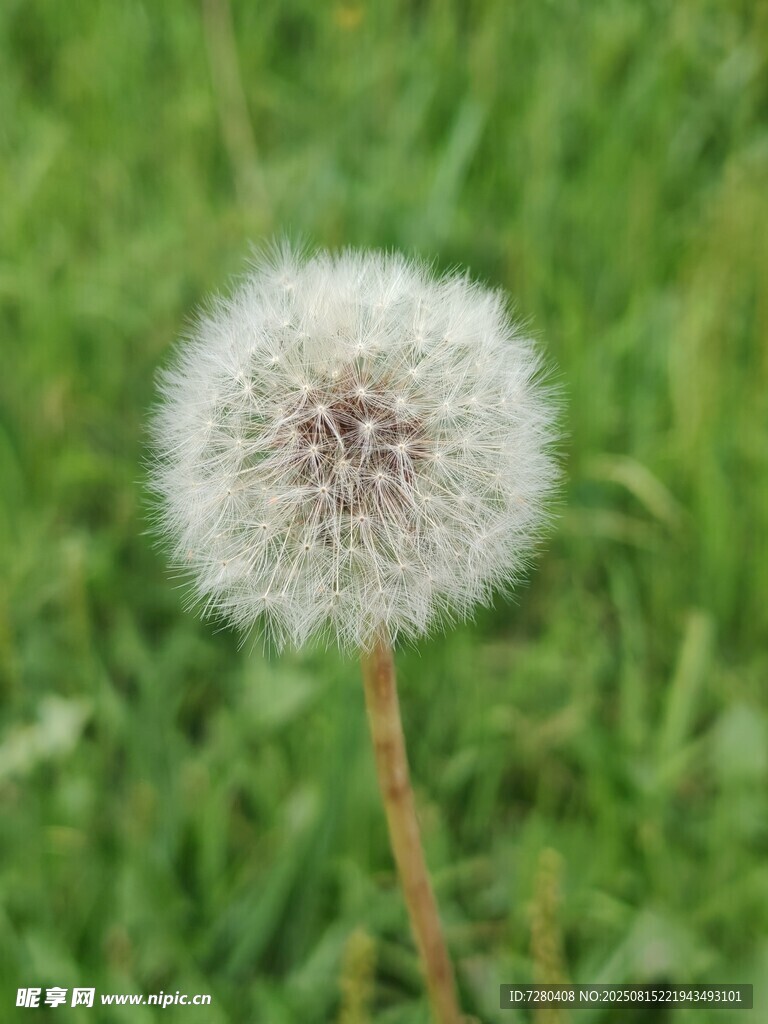 草地上的蒲公英