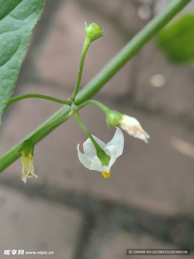 白色小花植物特寫