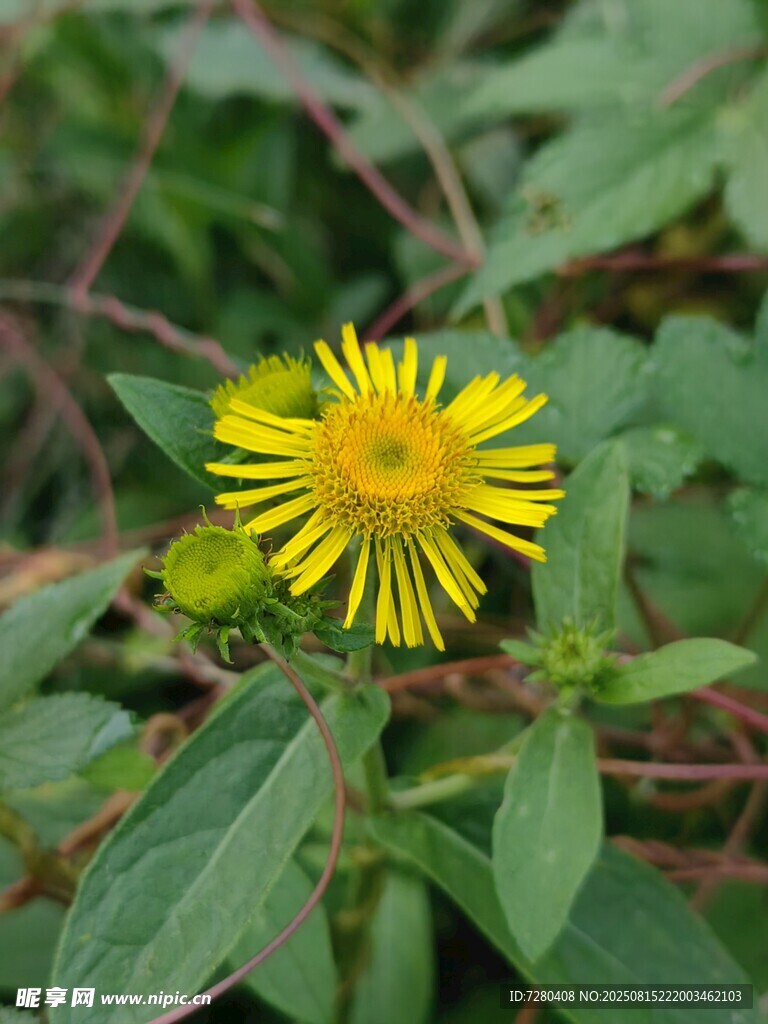 黃色小花綻放綠葉間