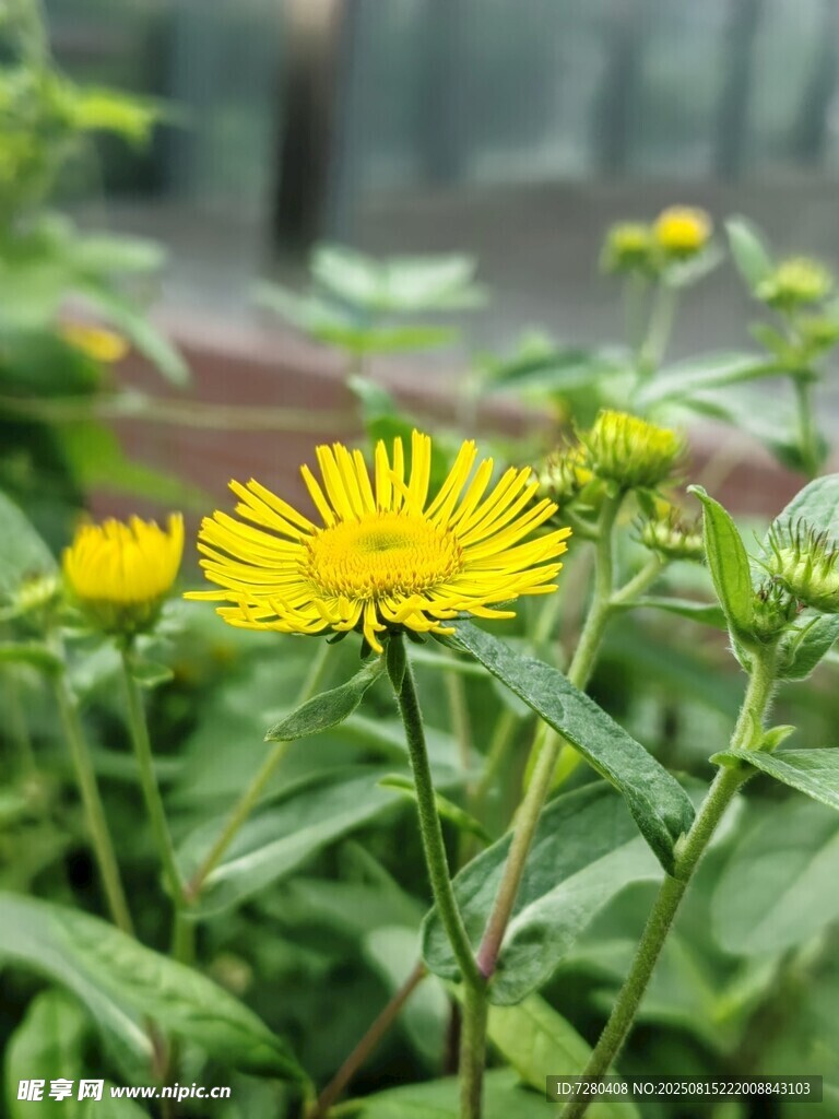 黃色小花綻放綠意間