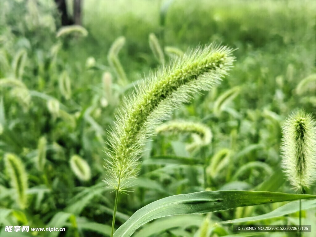 田野中的狗尾巴草特寫