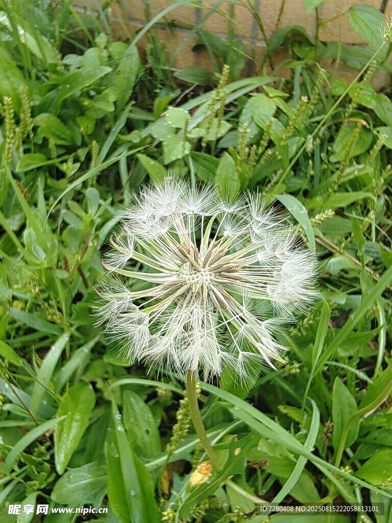 草地上的蒲公英