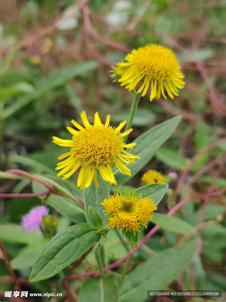 野外綻放的黃色小花