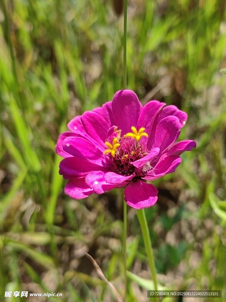 嬌艷玫紅花朵綻放于草地