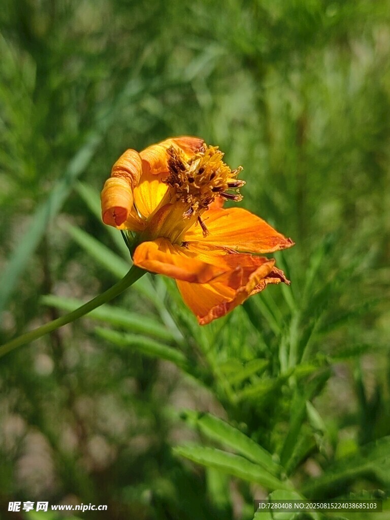 橙色花朵綻放于綠葉間