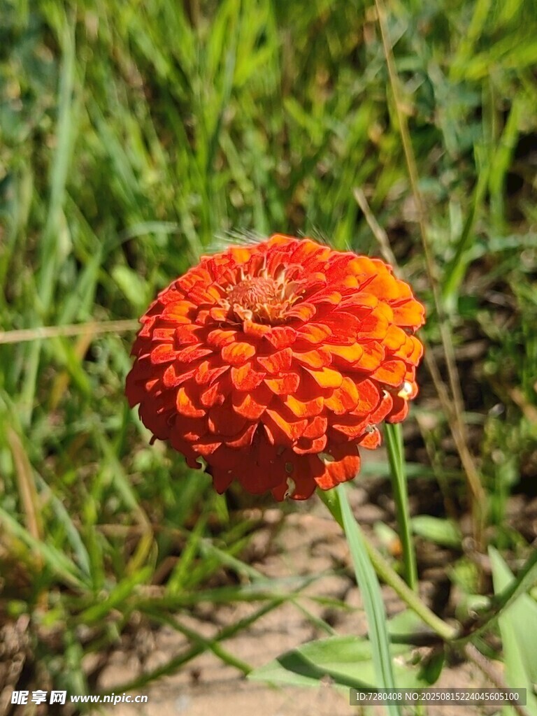 鮮艷橘色花朵綻于草叢