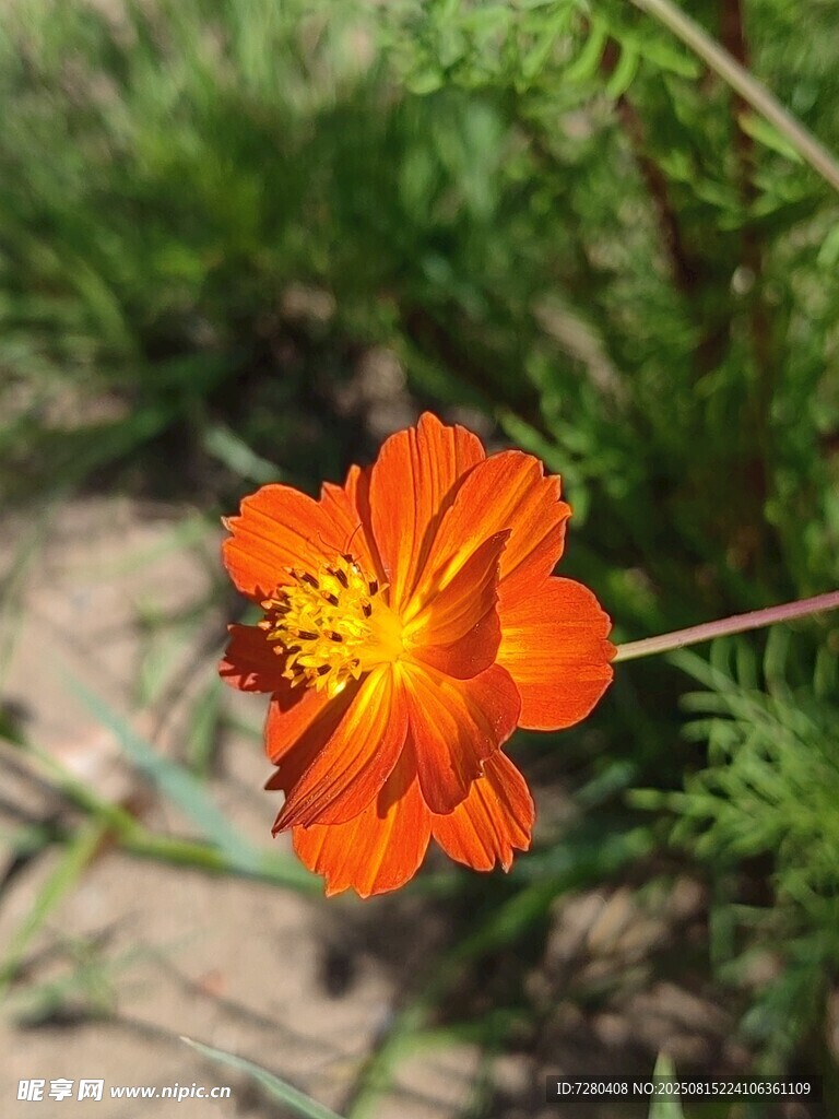 橙色波斯菊綻放于草地