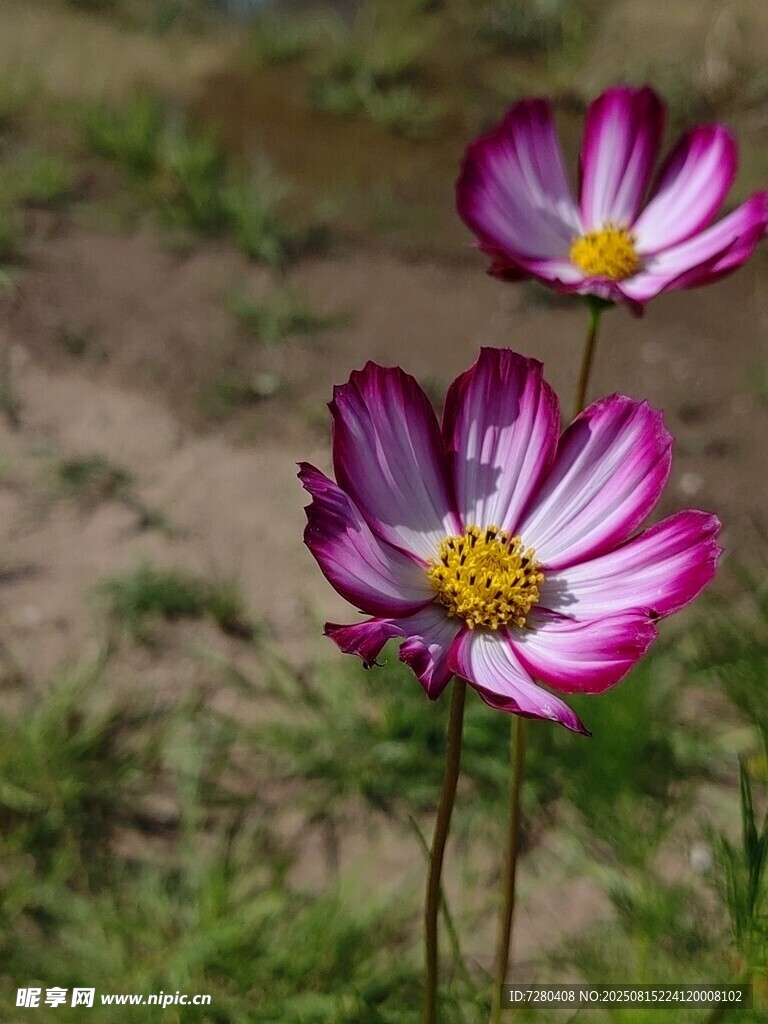 兩朵嬌艷的粉色波斯菊