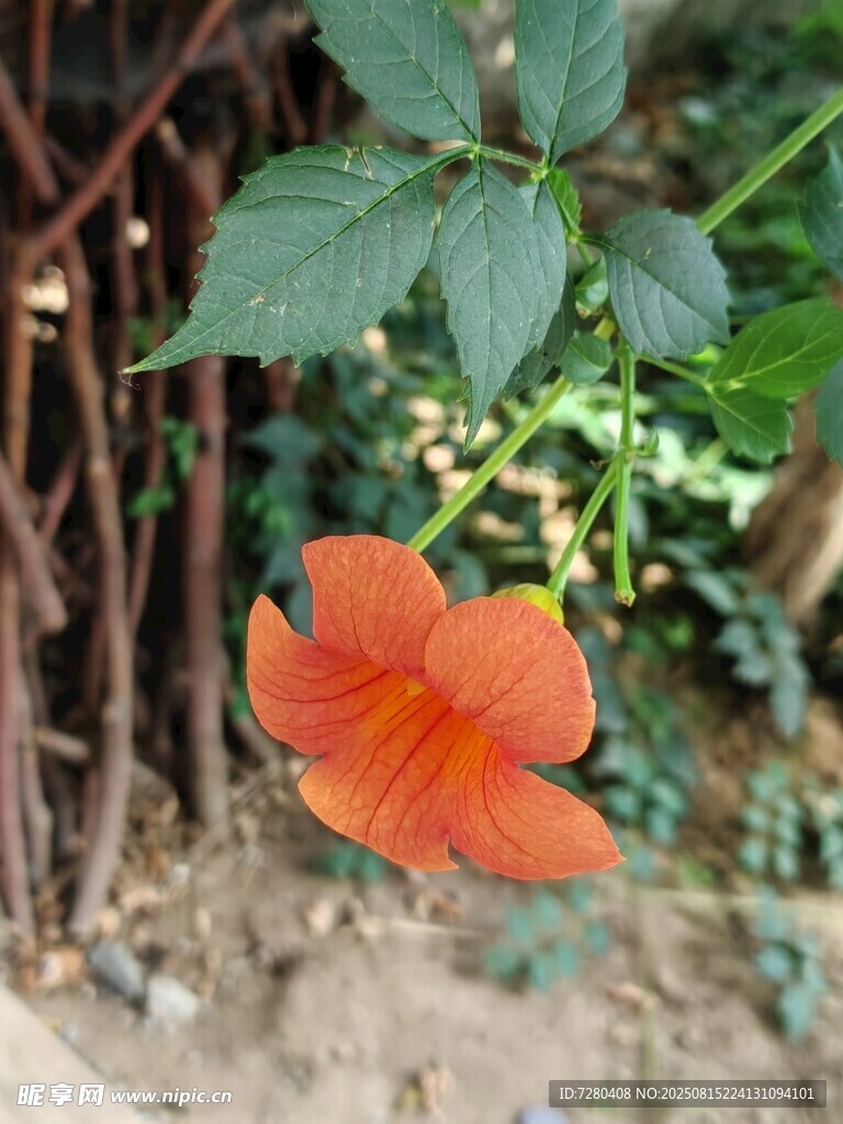 嬌艷橙花綻放綠葉間