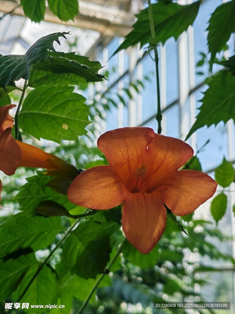 橙紅色凌霄花綻放綠葉間