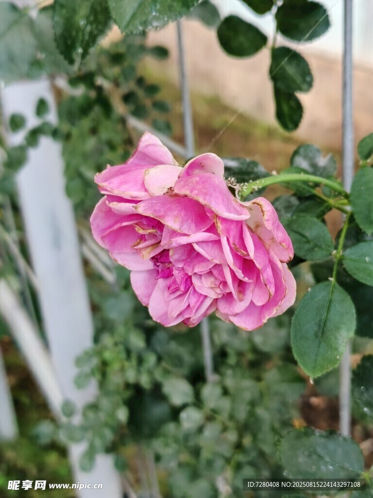嬌艷粉色月季花綻放