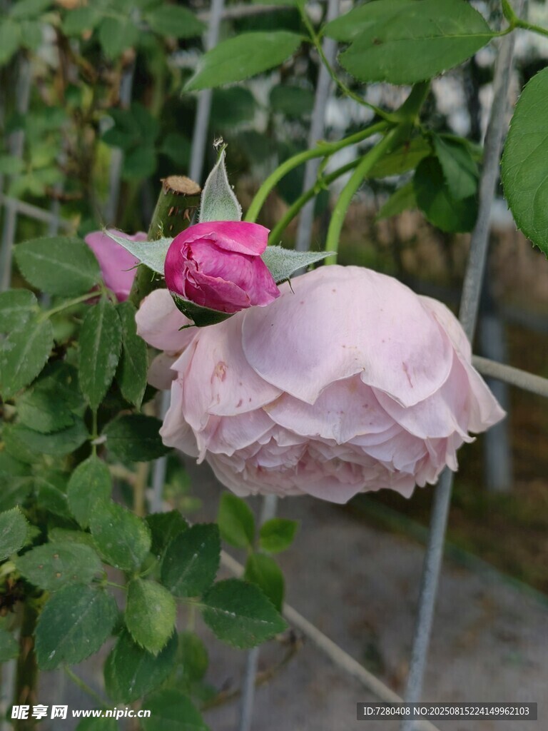 粉白玫瑰綻放于綠葉間