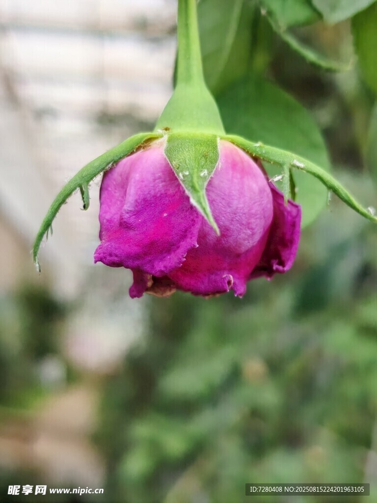 嬌艷欲滴的紫色玫瑰花骨朵