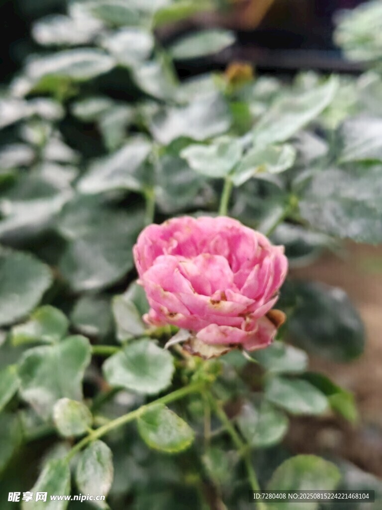 嬌艷綻放的粉色月季花