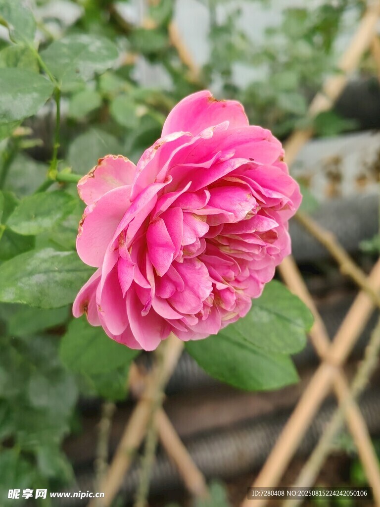 嬌艷綻放的粉色月季花