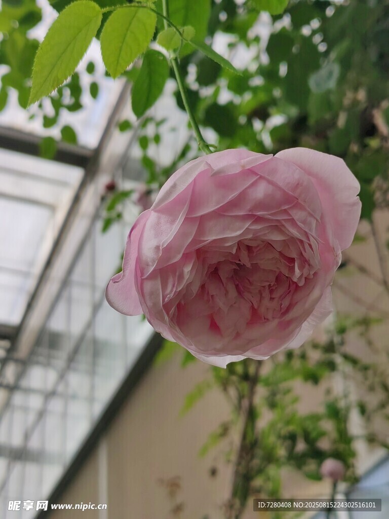 嬌艷粉色玫瑰特寫