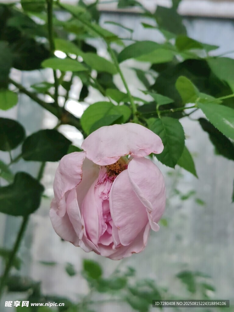 嬌艷綻放的粉色月季花
