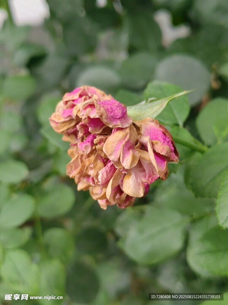 枯萎的雙色月季花